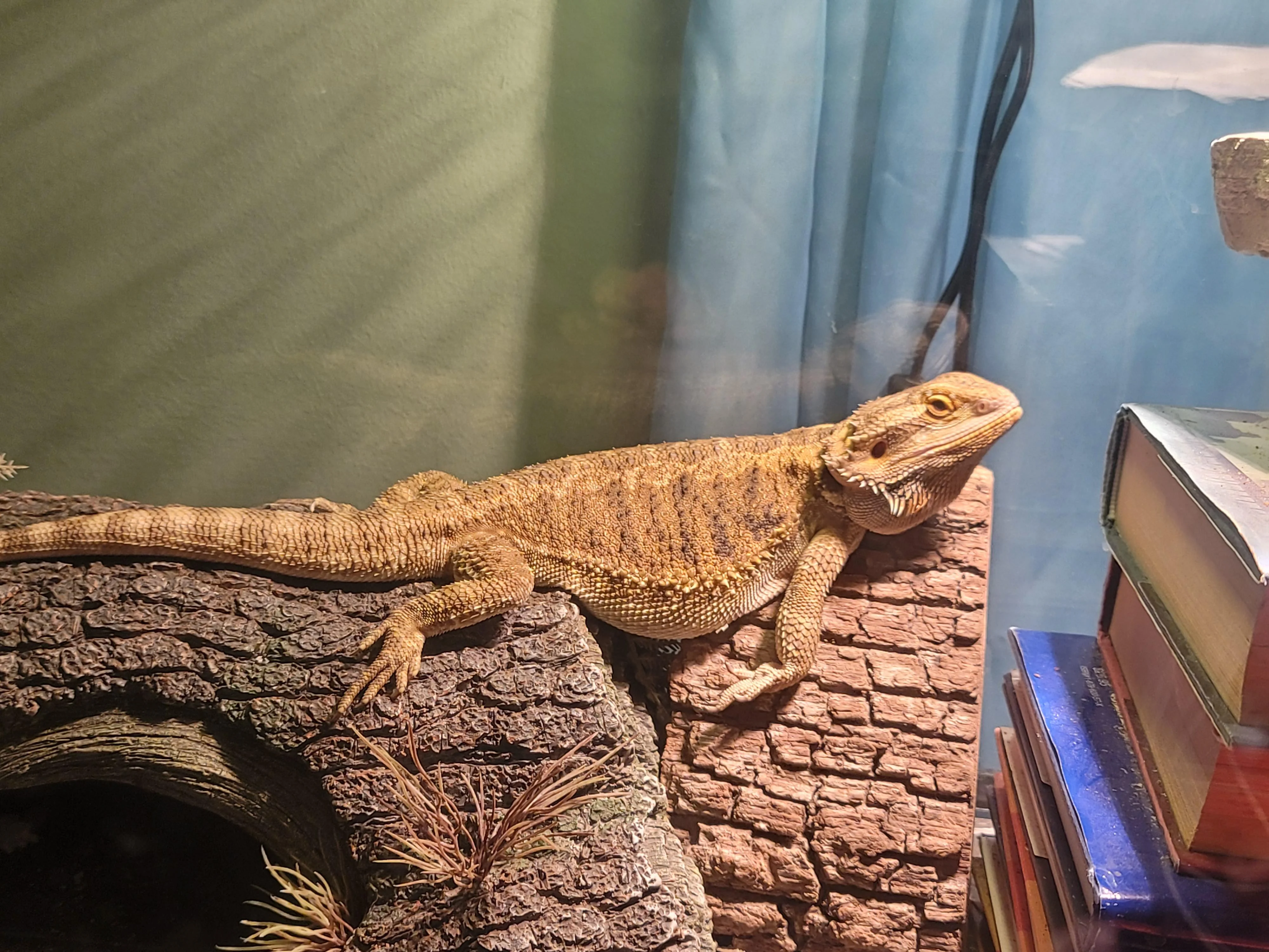 bearded dragon lamp not working