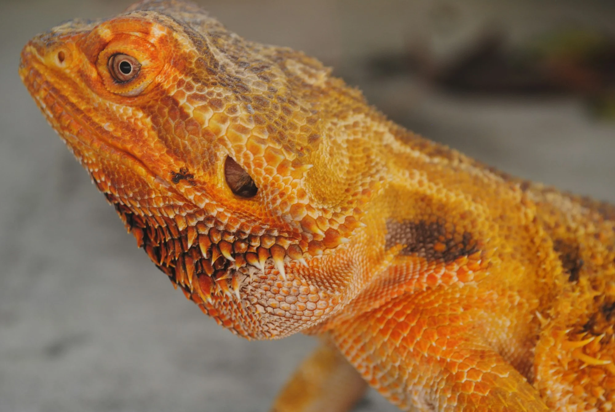 bearded dragon professional help