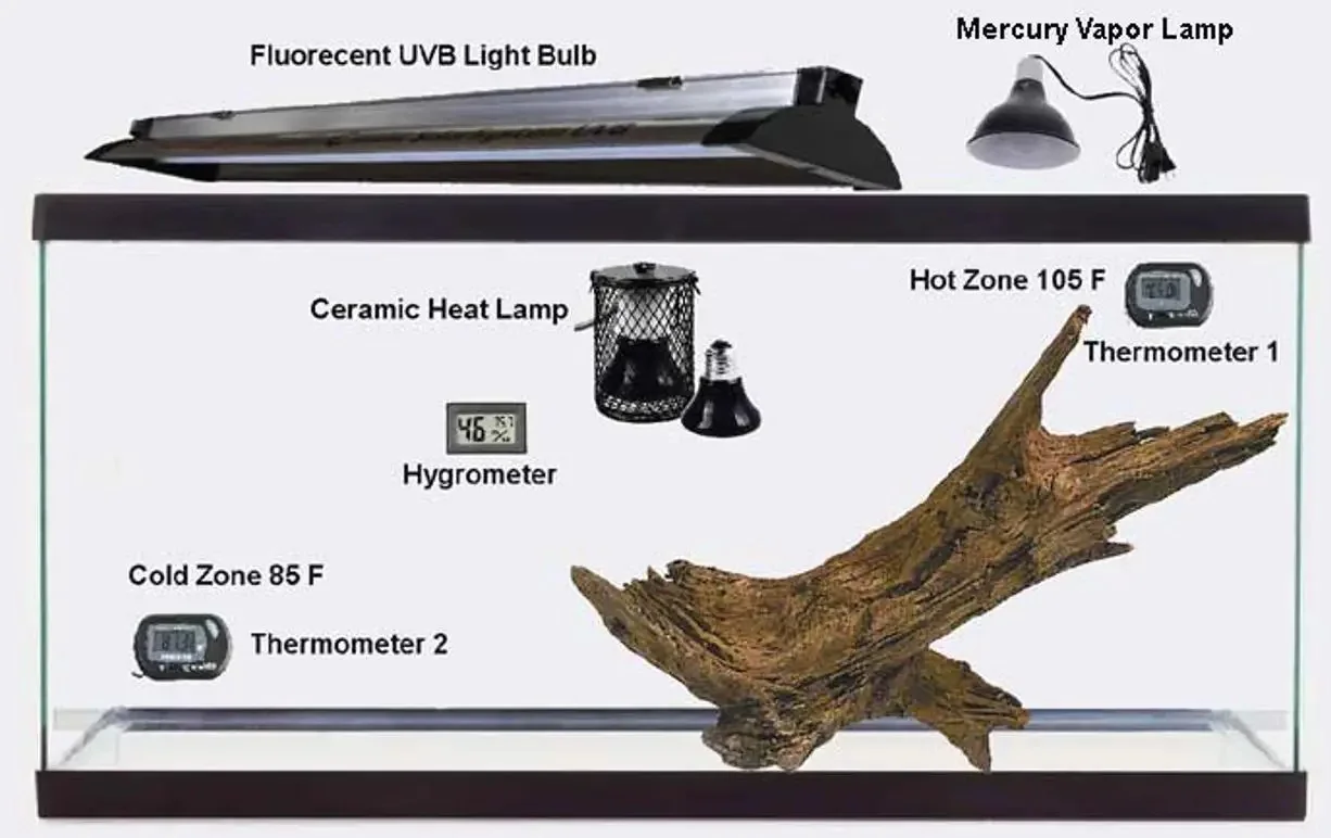bearded dragon replacing bulb