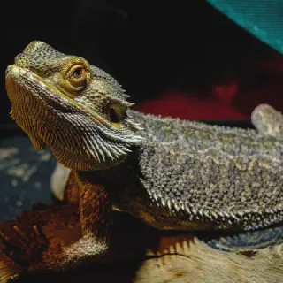 img/272_bearded-dragon-cleaning-enclosure.webp