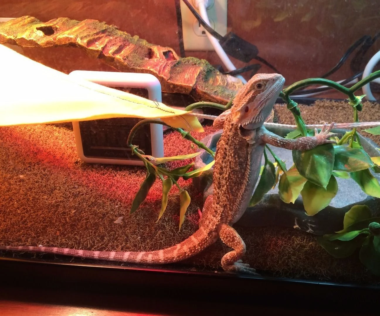 bearded dragon cleaning routine