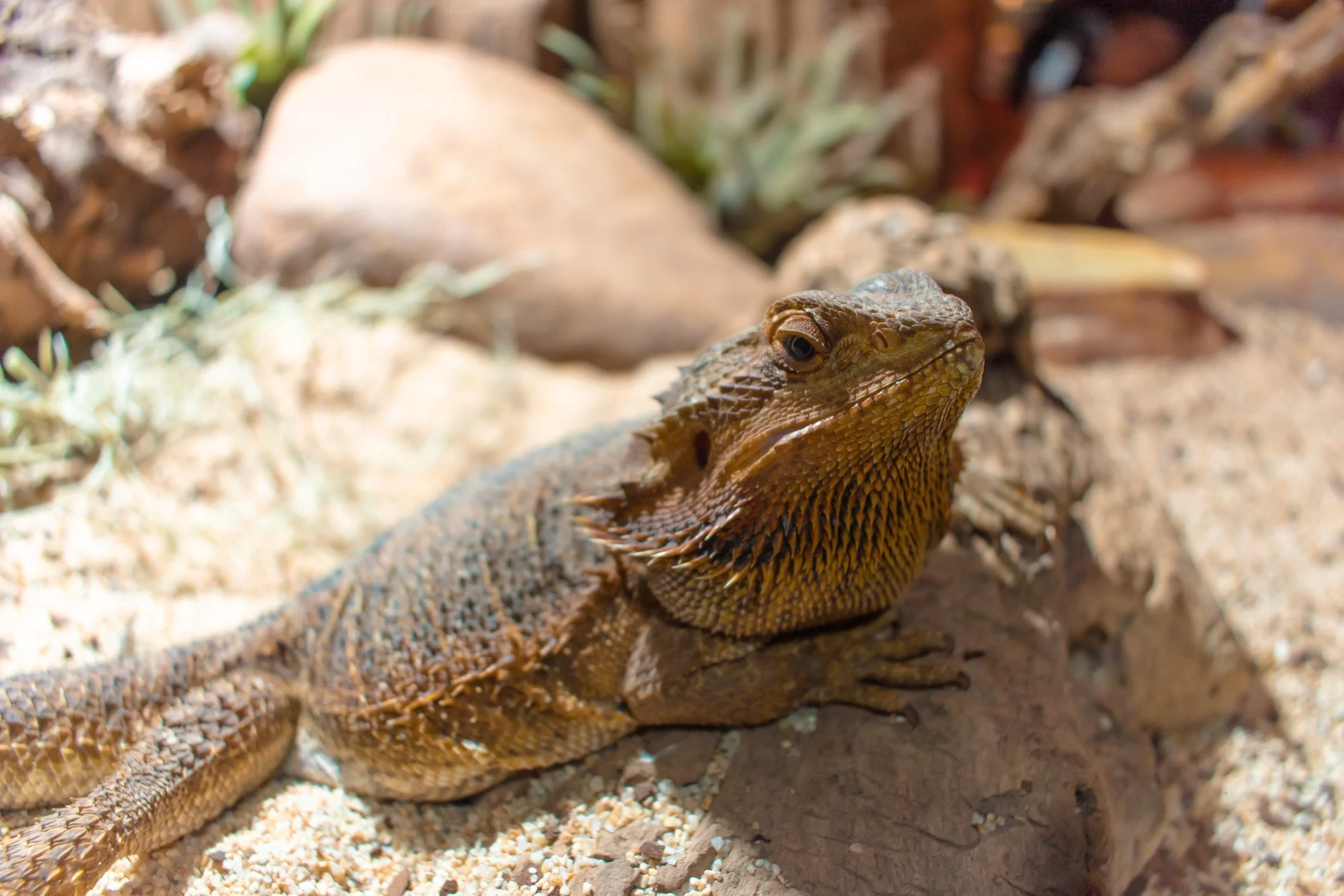 bearded dragon eating