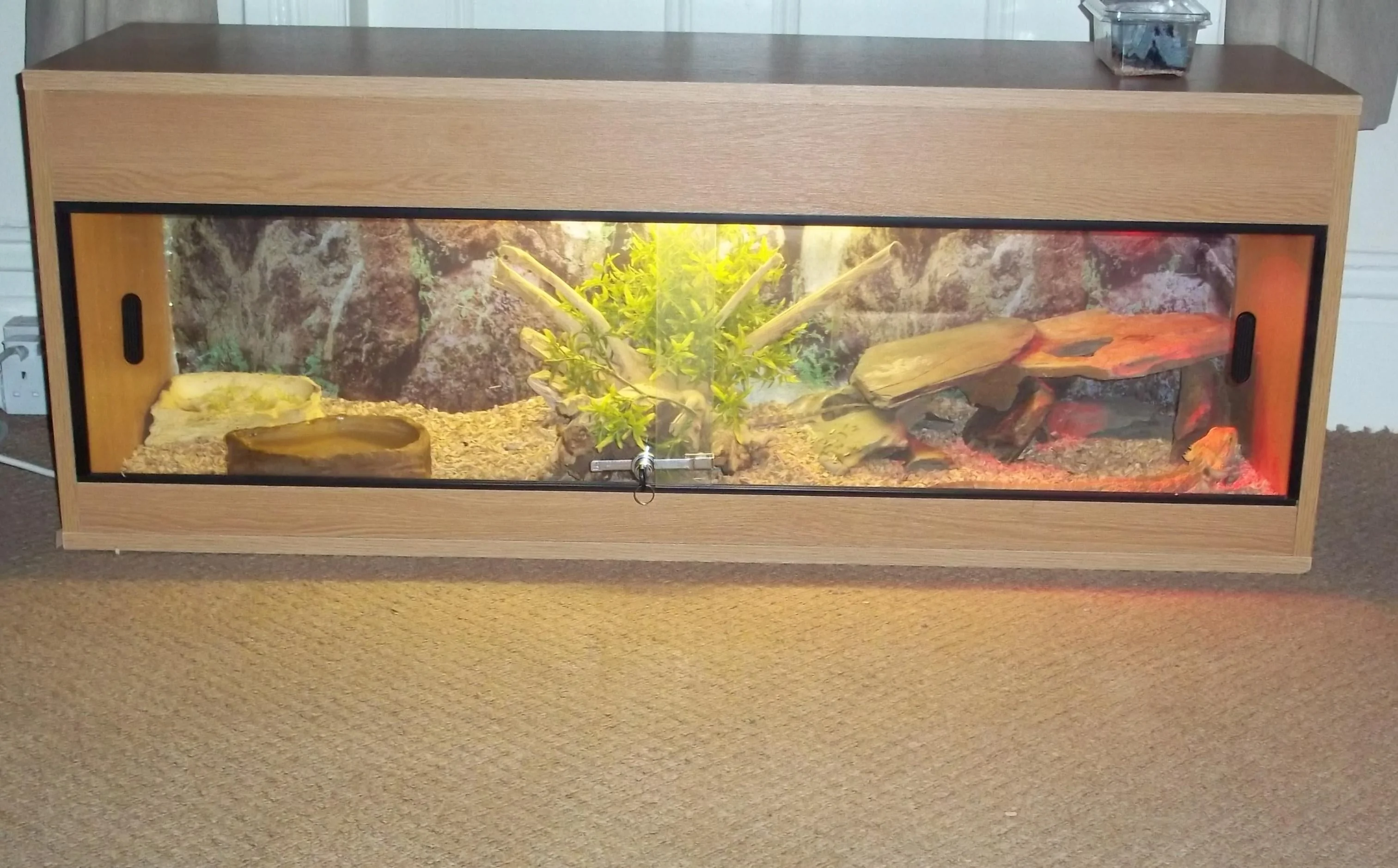 bearded dragon uvb bulb replacement