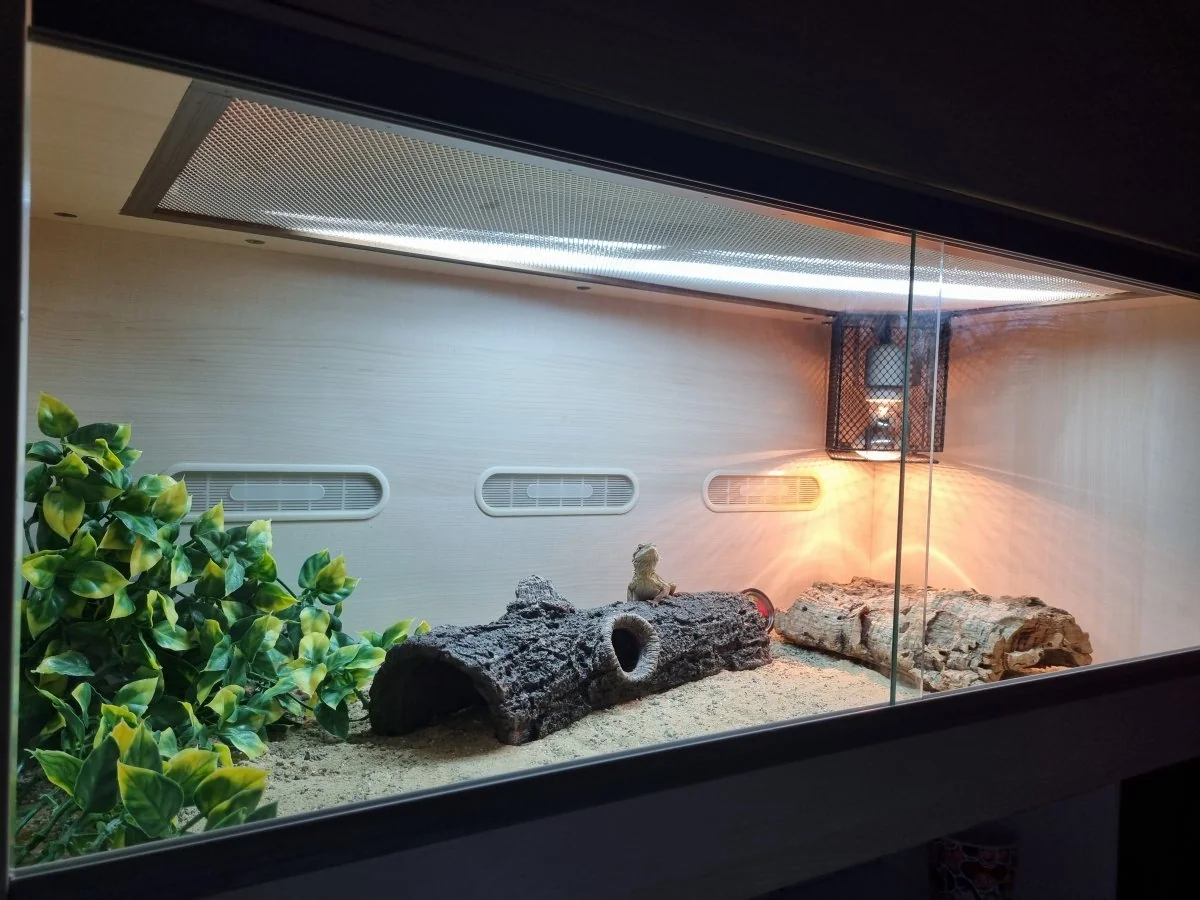 bearded dragon uvb healthy