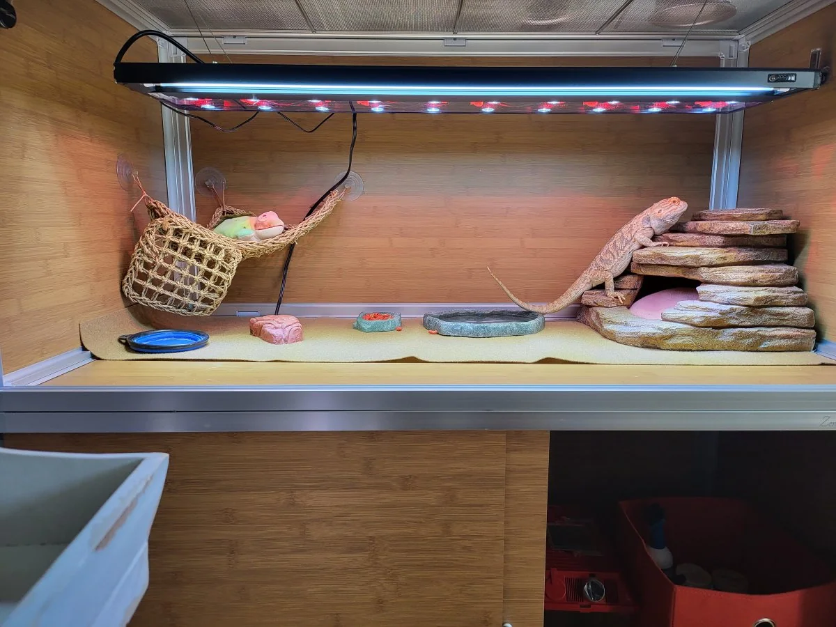 bearded dragon uvb installation