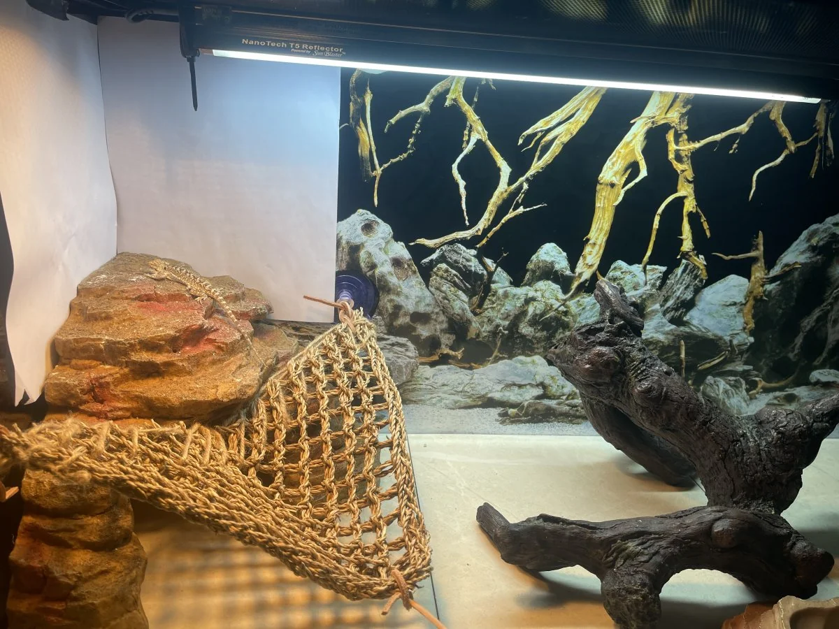 bearded dragon uvb measuring