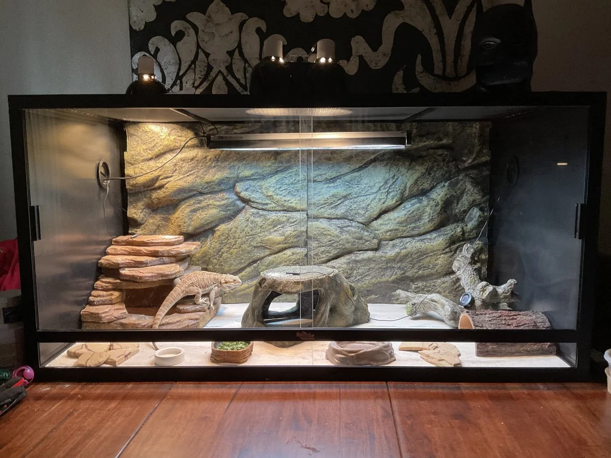 bearded dragon uvb troubleshooting