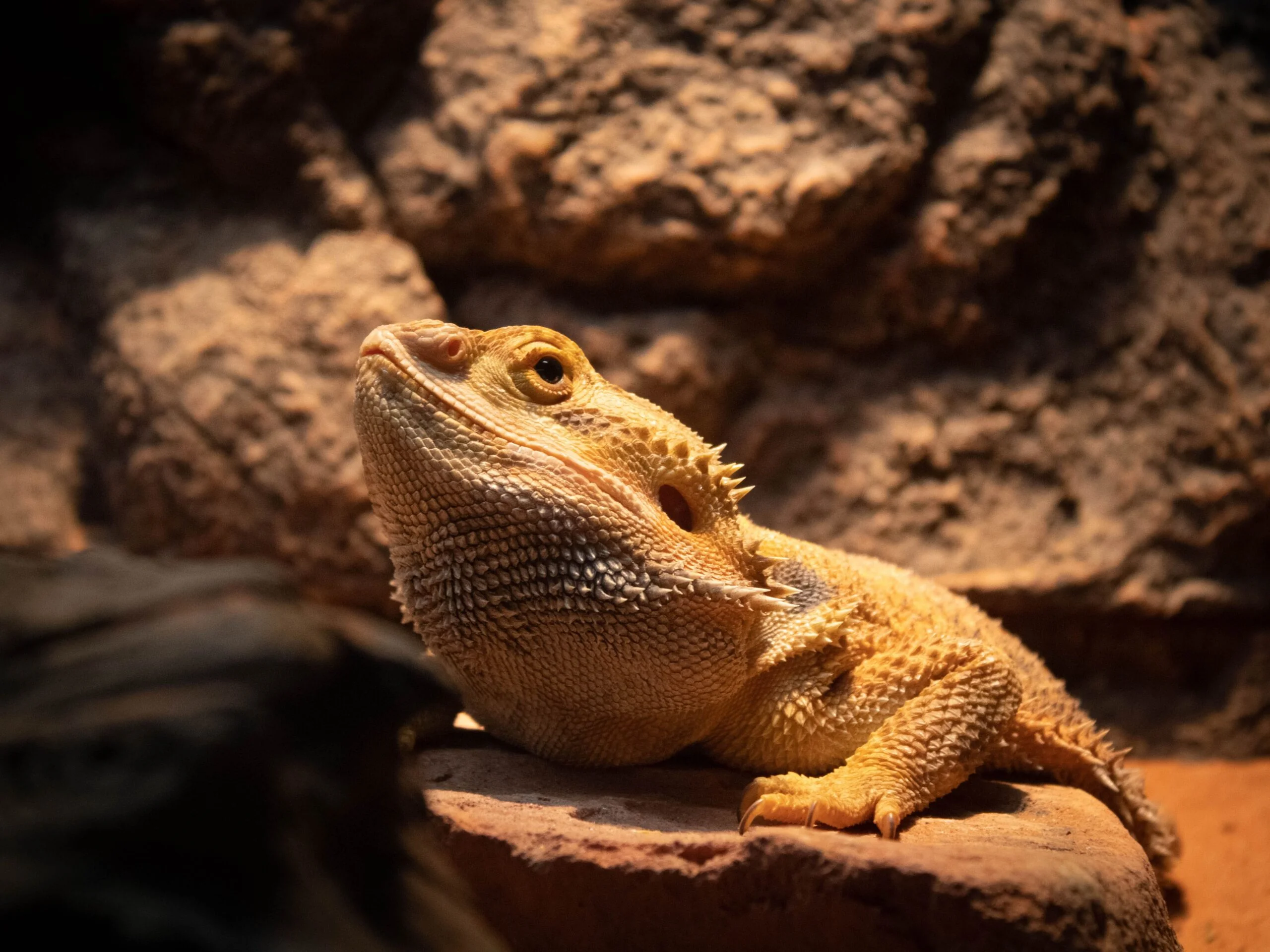 bearded dragon eating greens