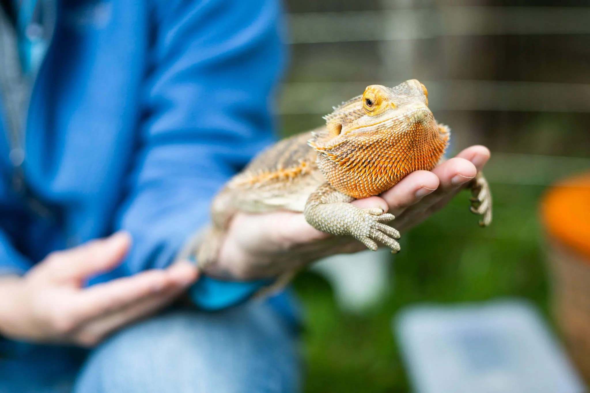 bearded dragon feeding