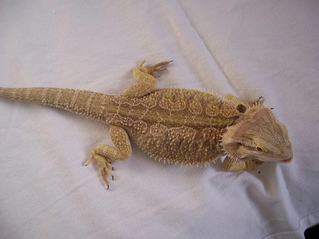 healthy bearded dragon