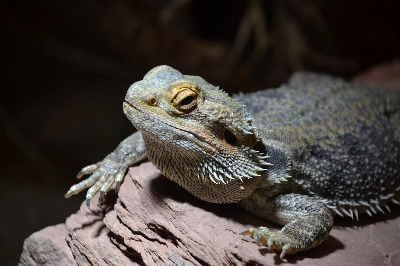 img/27_overweight-bearded-dragon.webp