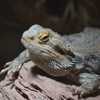 img/27_overweight-bearded-dragon.webp
