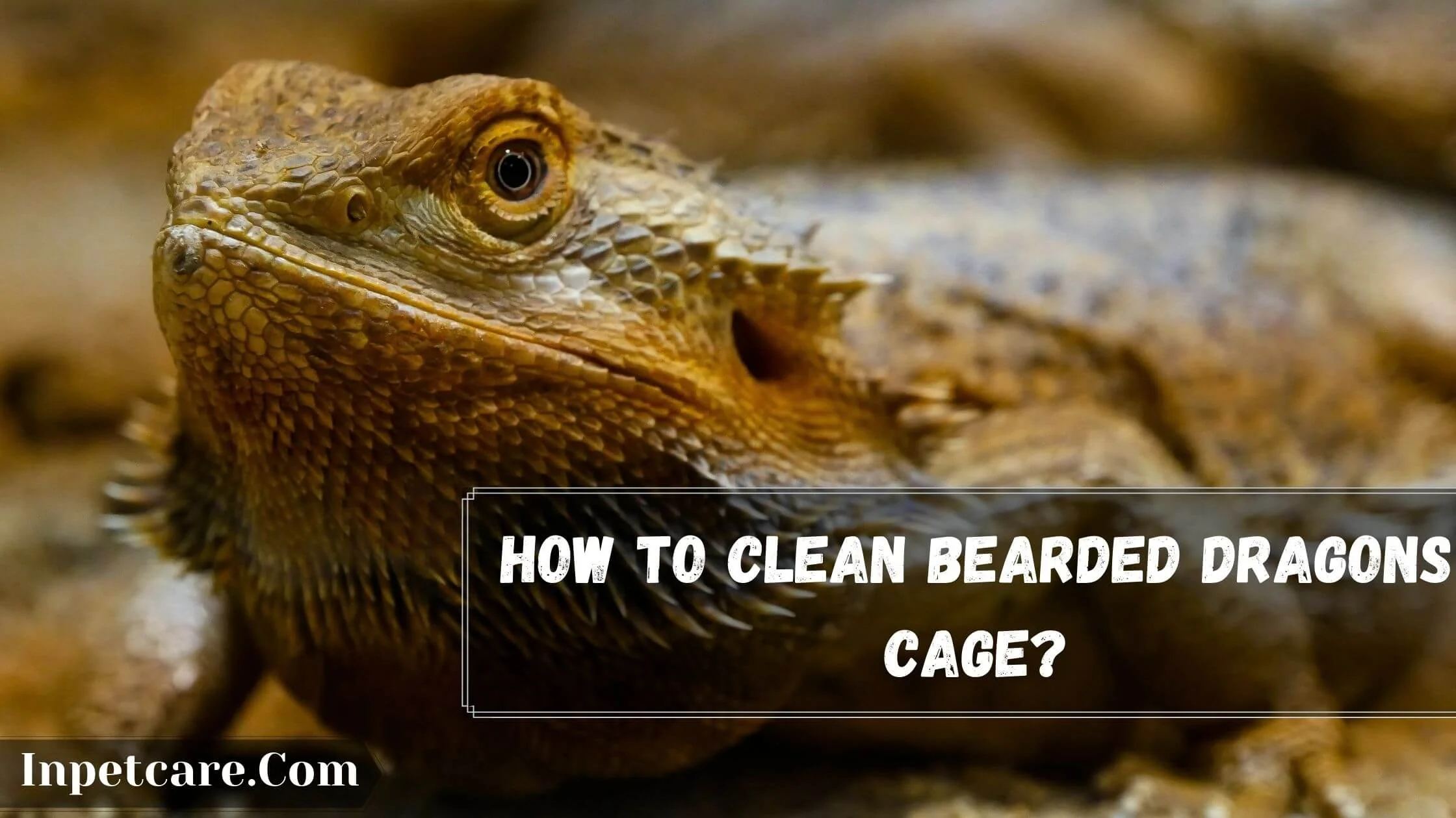 bearded dragon safe cleaning products