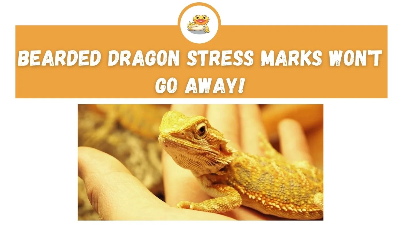 bearded dragon biting