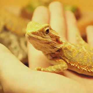 img/283_bearded-dragon-handling-guide.webp