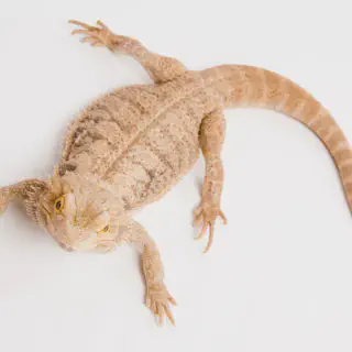 img/285_bearded-dragon-habitat.webp