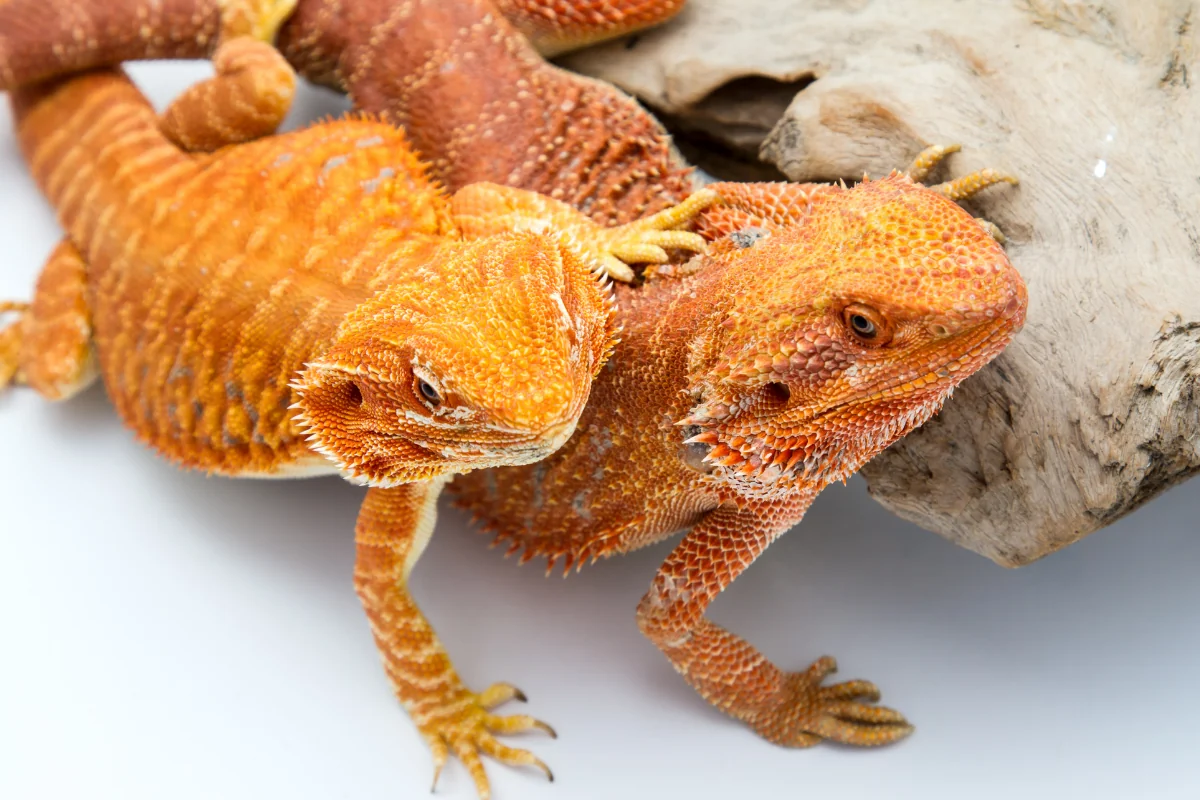 bearded dragon handling