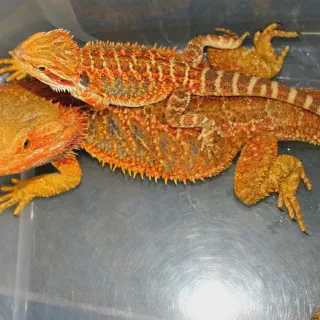 img/290_bearded-dragon-habitat.webp