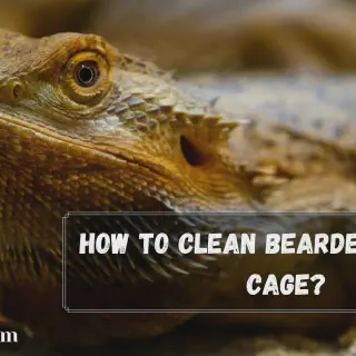 img/292_bearded-dragon-cleaning-overview.webp