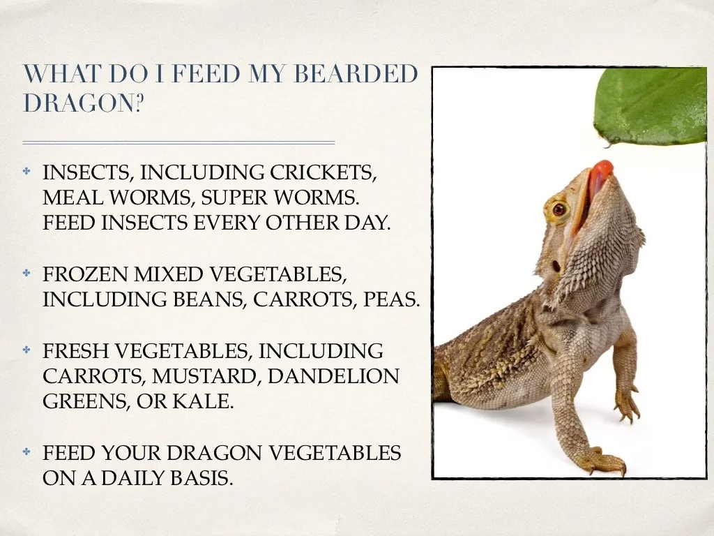 bearded dragon eating