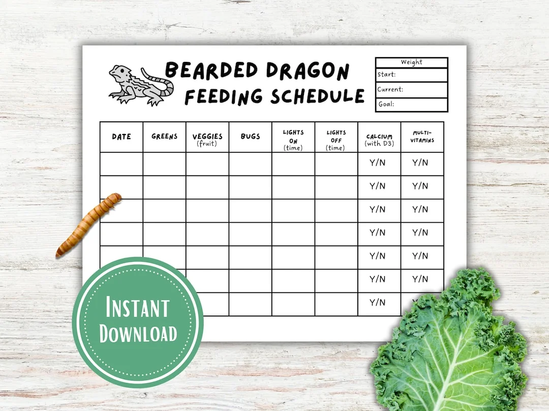 bearded dragon water