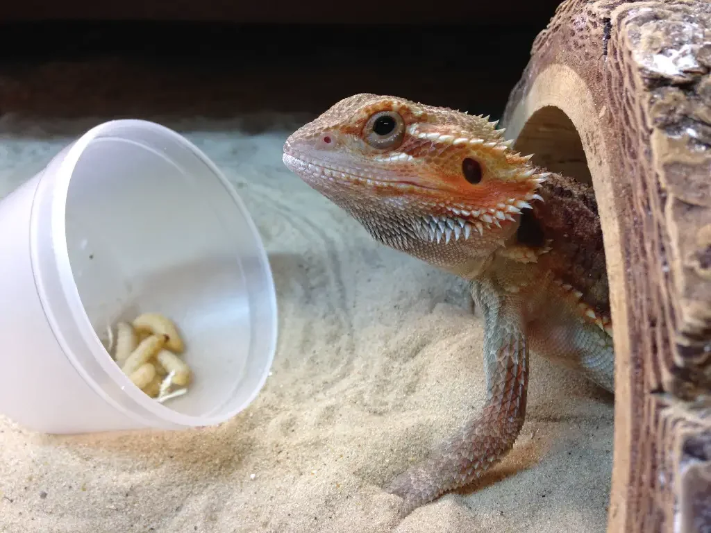 bearded dragon feeding schedule