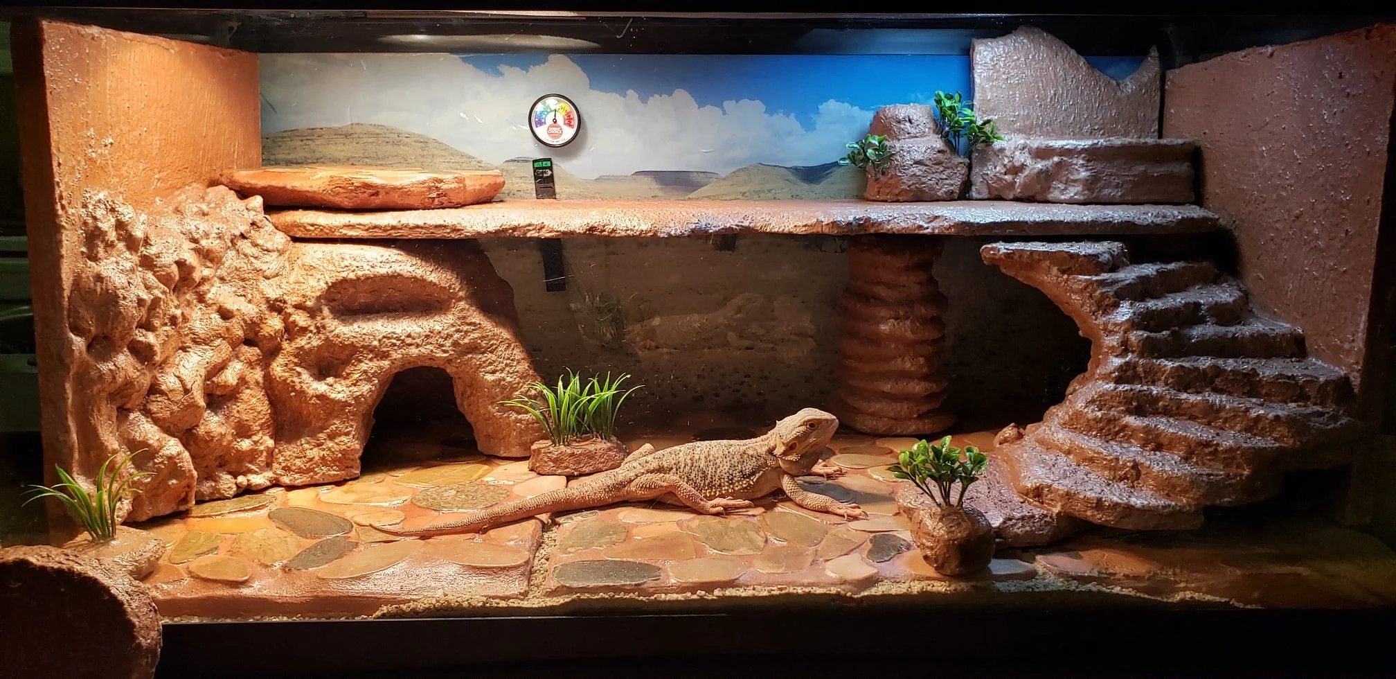 bearded dragon habitat cleaning