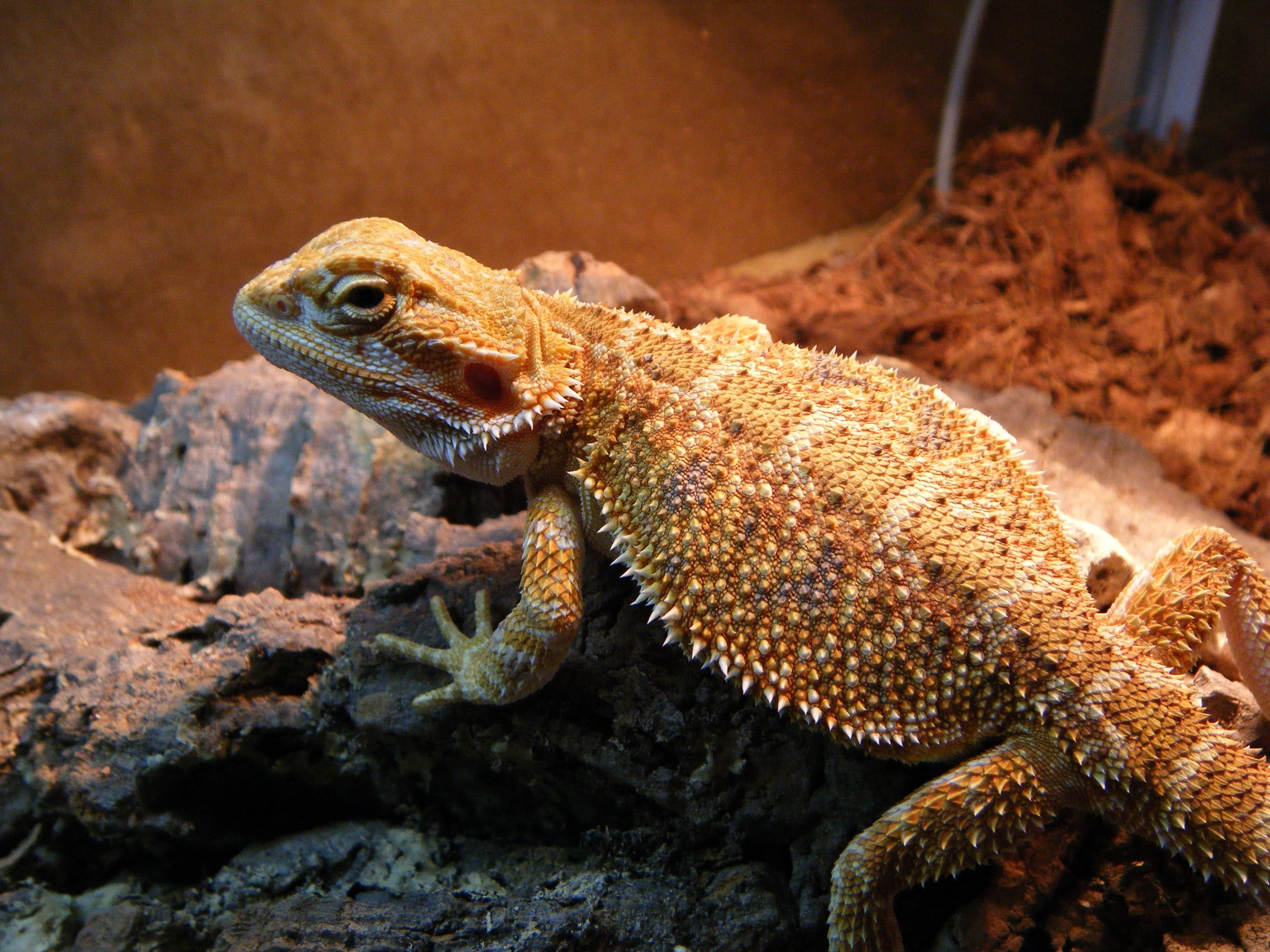 bearded dragon heatstroke symptoms