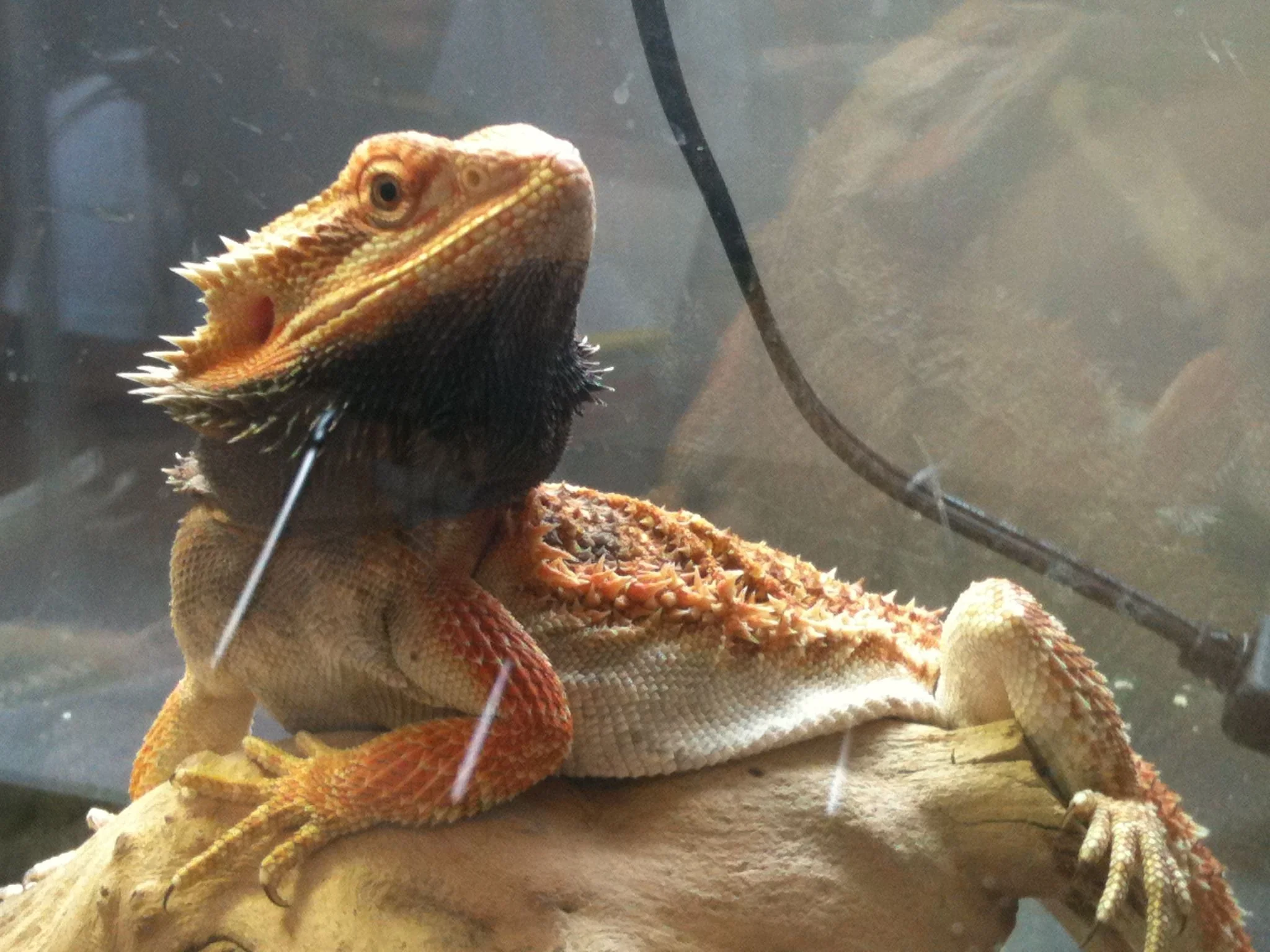 bearded dragon summer enrichment
