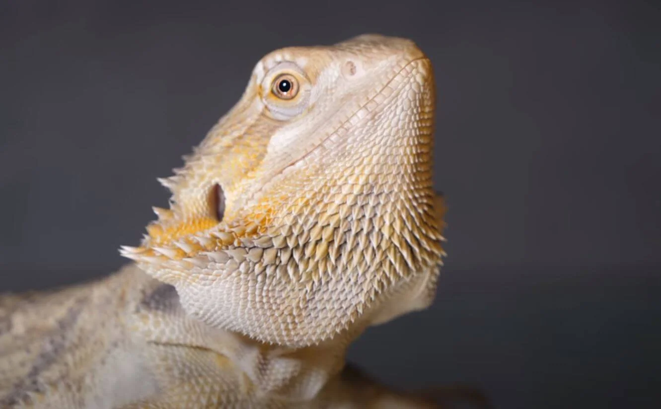 bearded dragon summer fruits