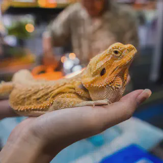 img/303_bearded-dragon-handling-1.webp