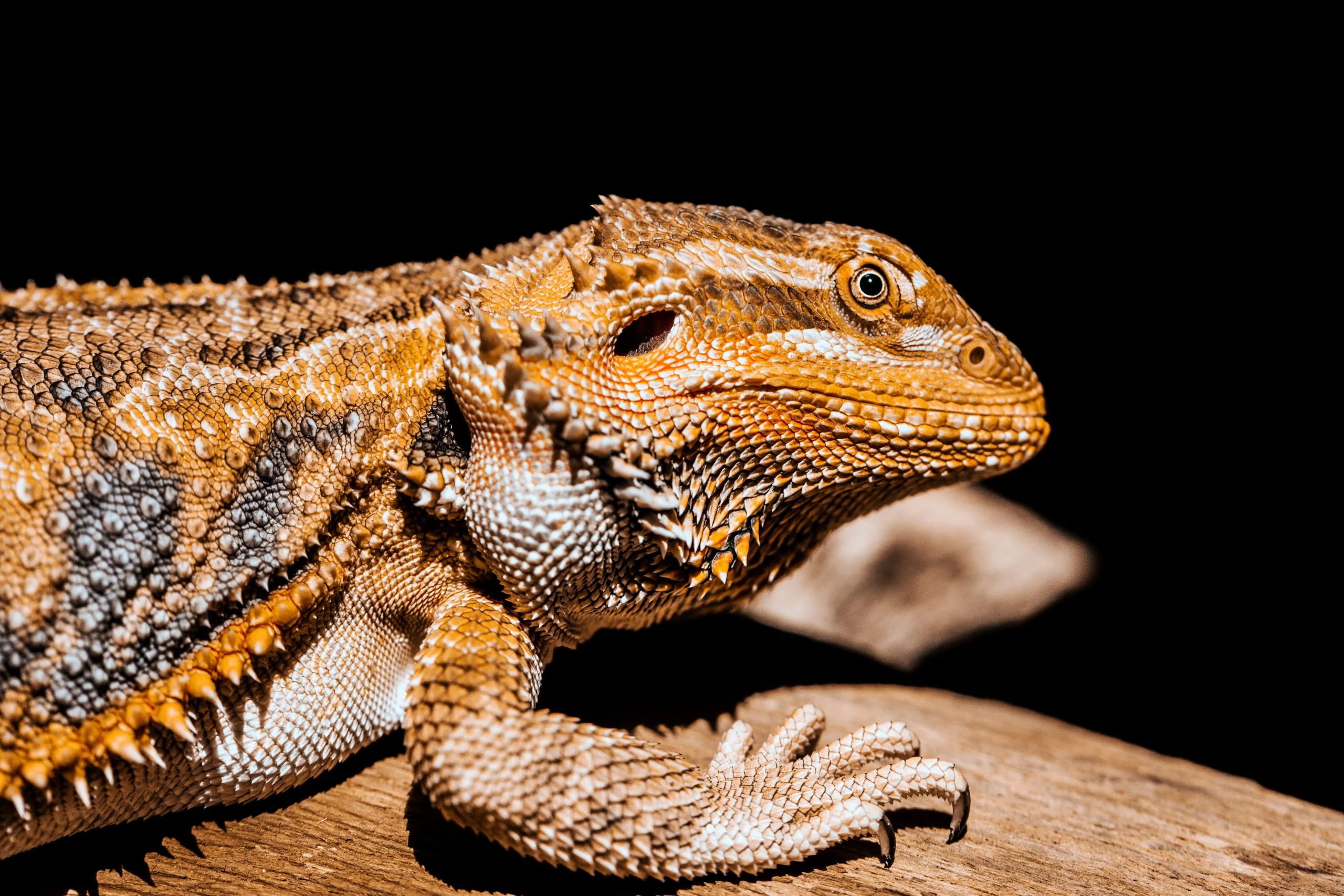 bearded dragon handling 7