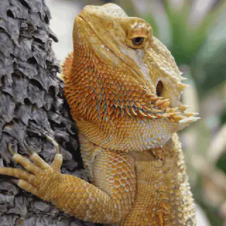 img/304_bearded-dragon-enrichment-intro.webp