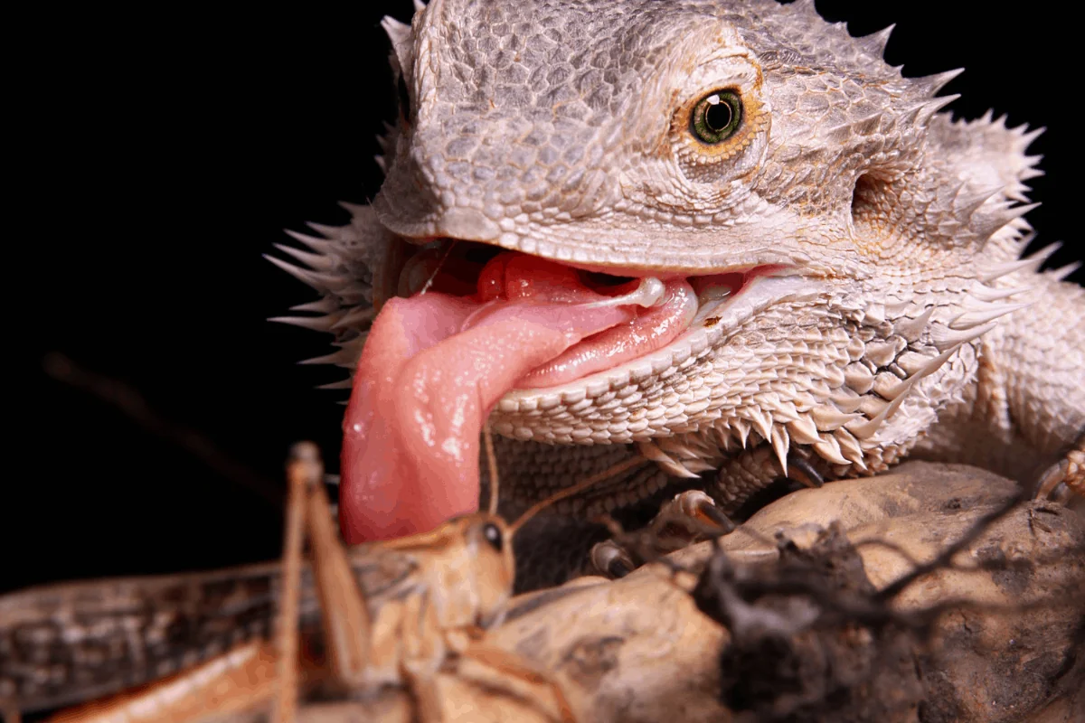 bearded dragon sensory stimulation