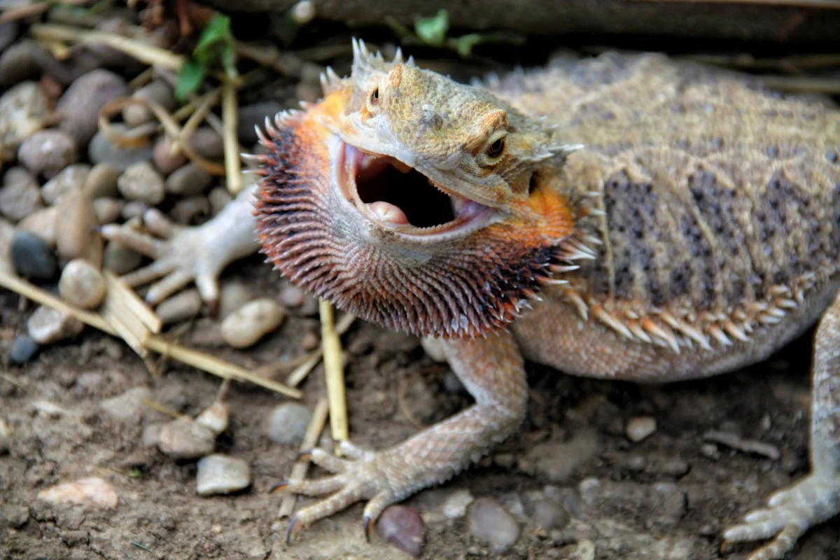 bearded dragon enclosure cleaning