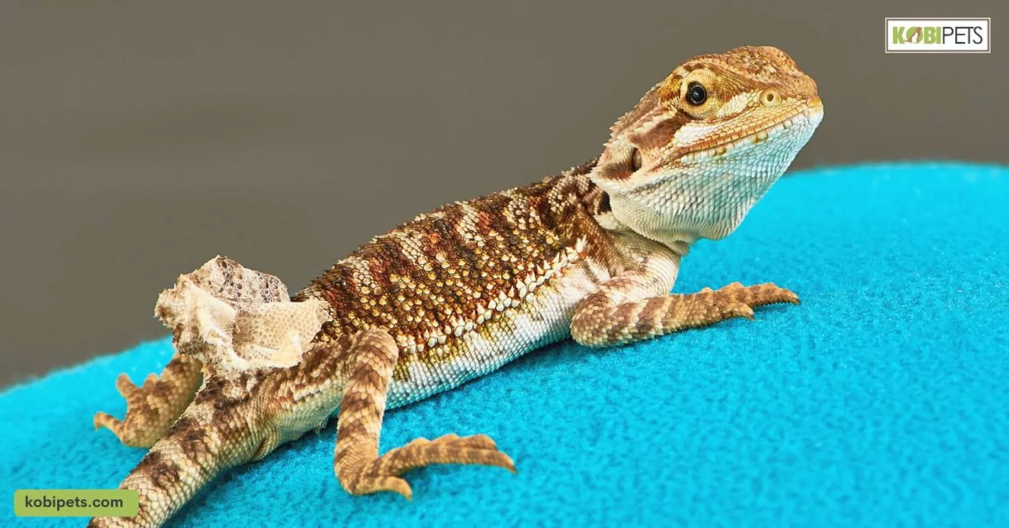 bearded dragon vet check