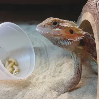 img/306_bearded-dragon-eating-insect.webp