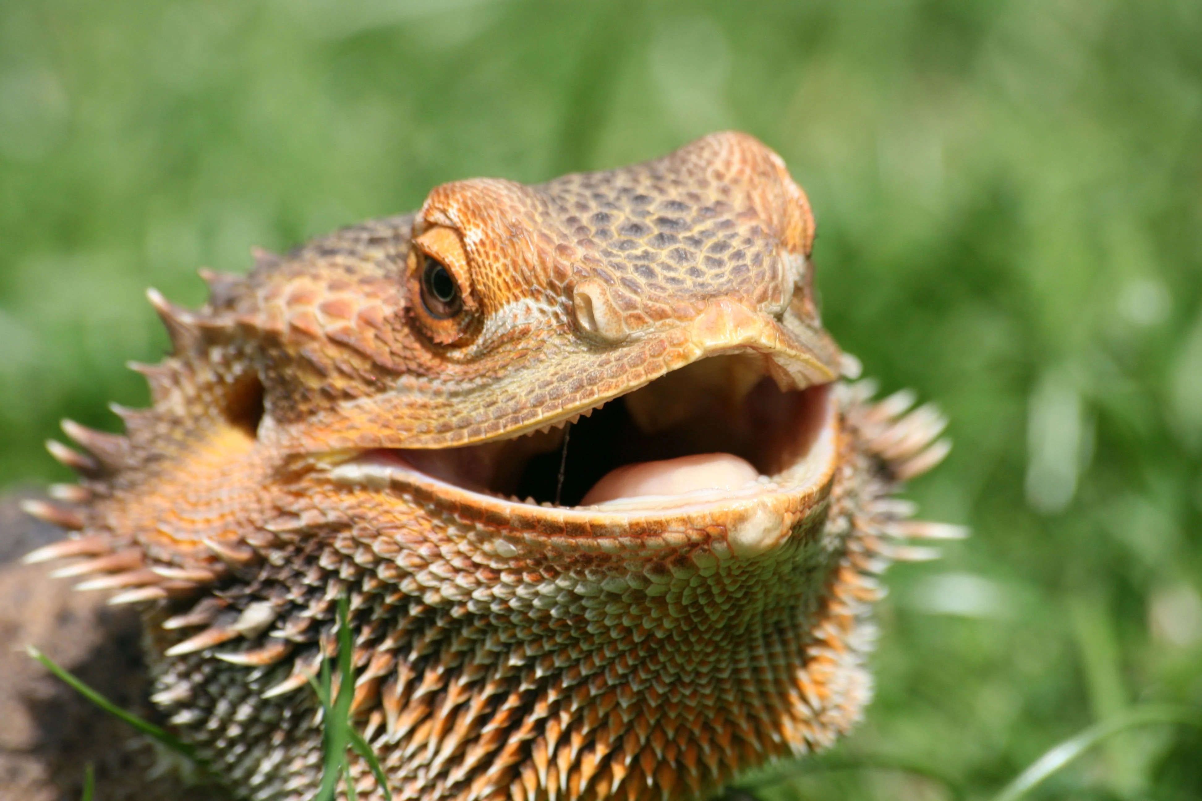 bearded dragon reintroduction