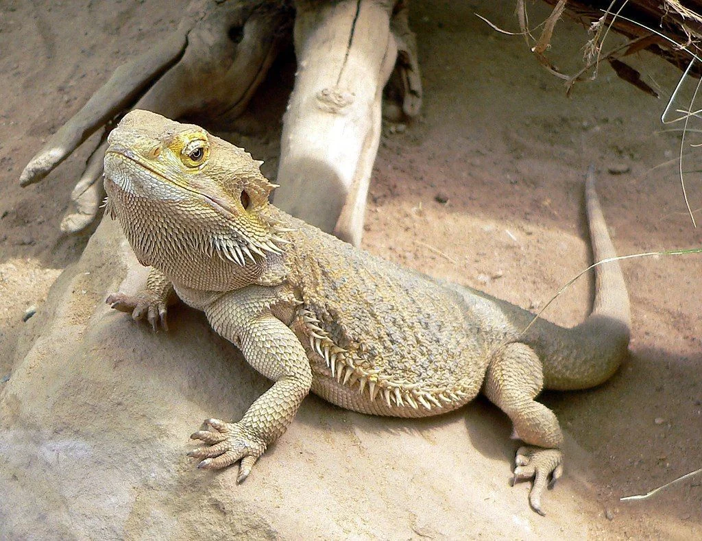 img/311_bearded-dragon-substrate.webp