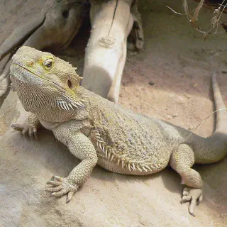 img/311_bearded-dragon-substrate.webp