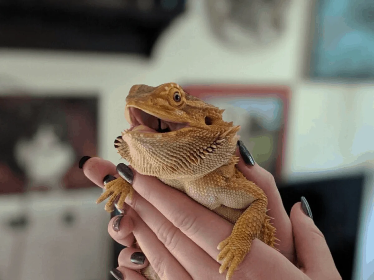 bearded dragon handling picking up