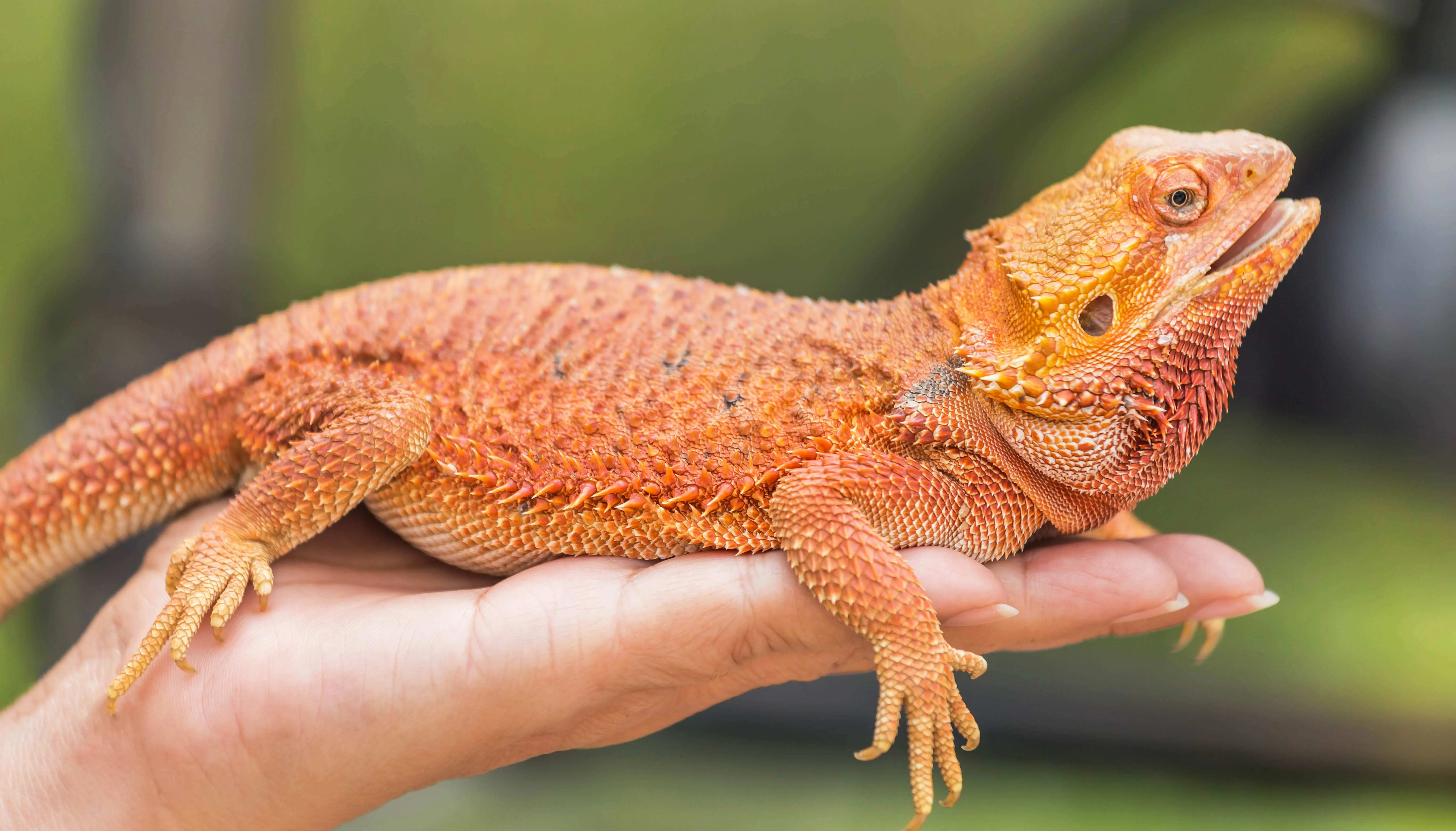 bearded dragon handling washing hands