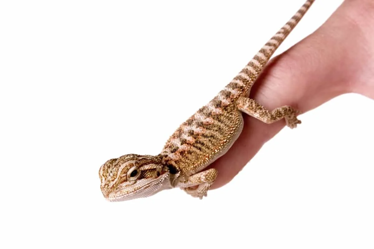 bearded dragon handling young dragon