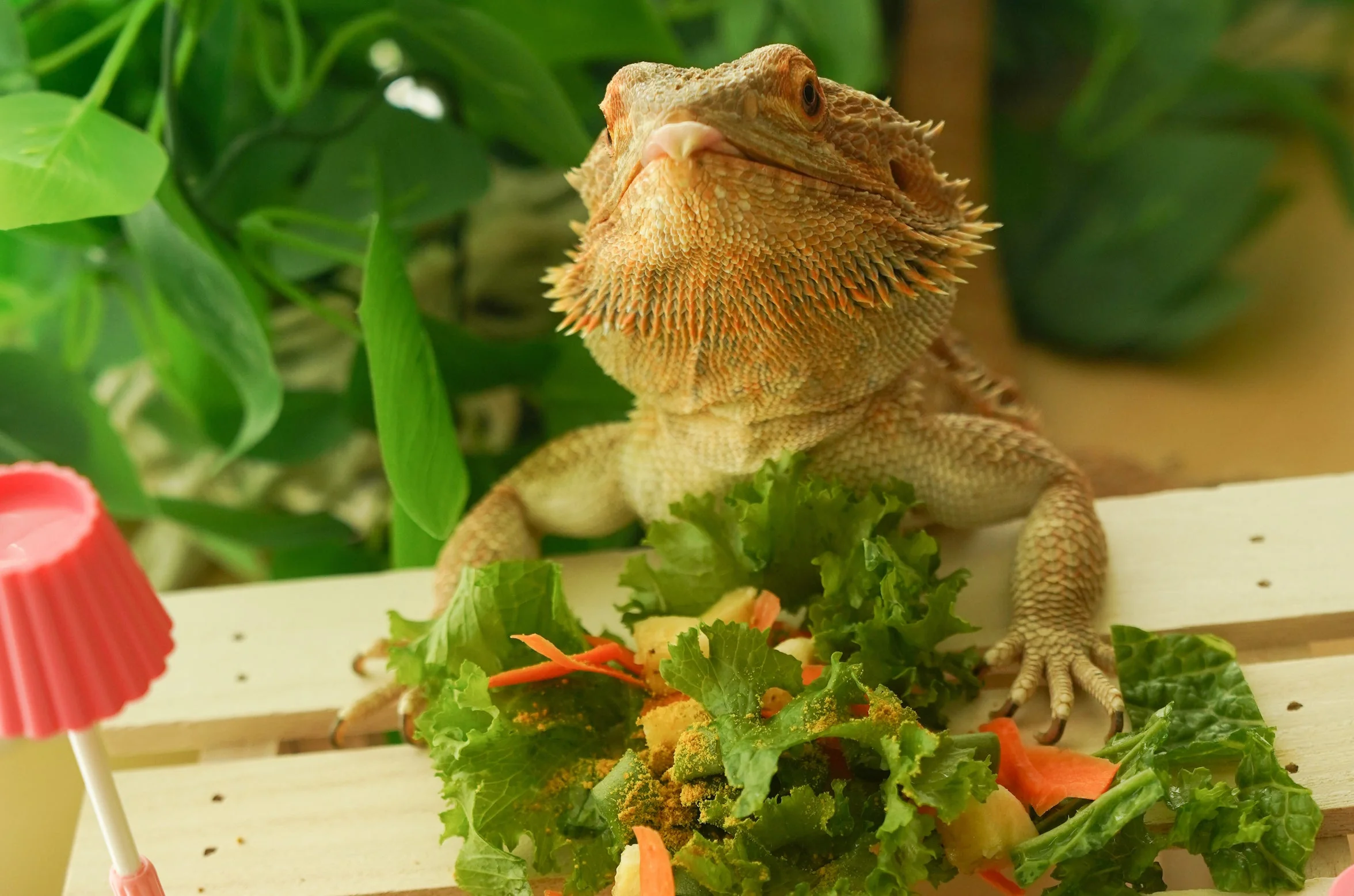 bearded dragon vegetables