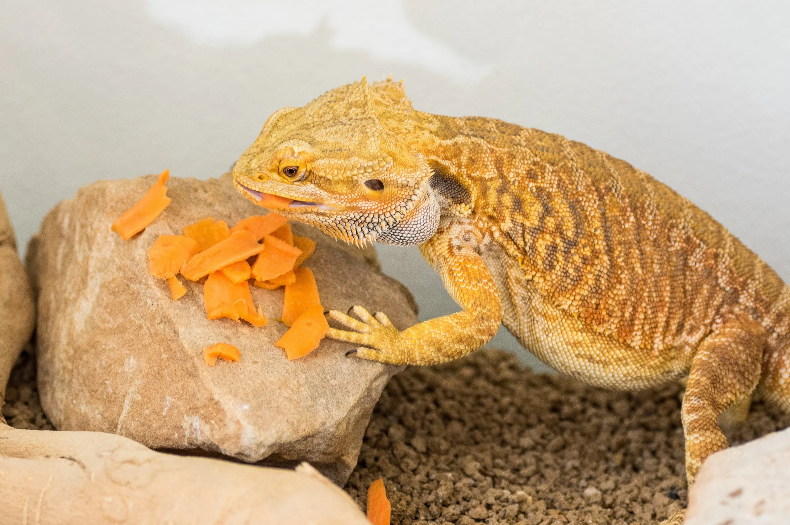 bearded dragon vet