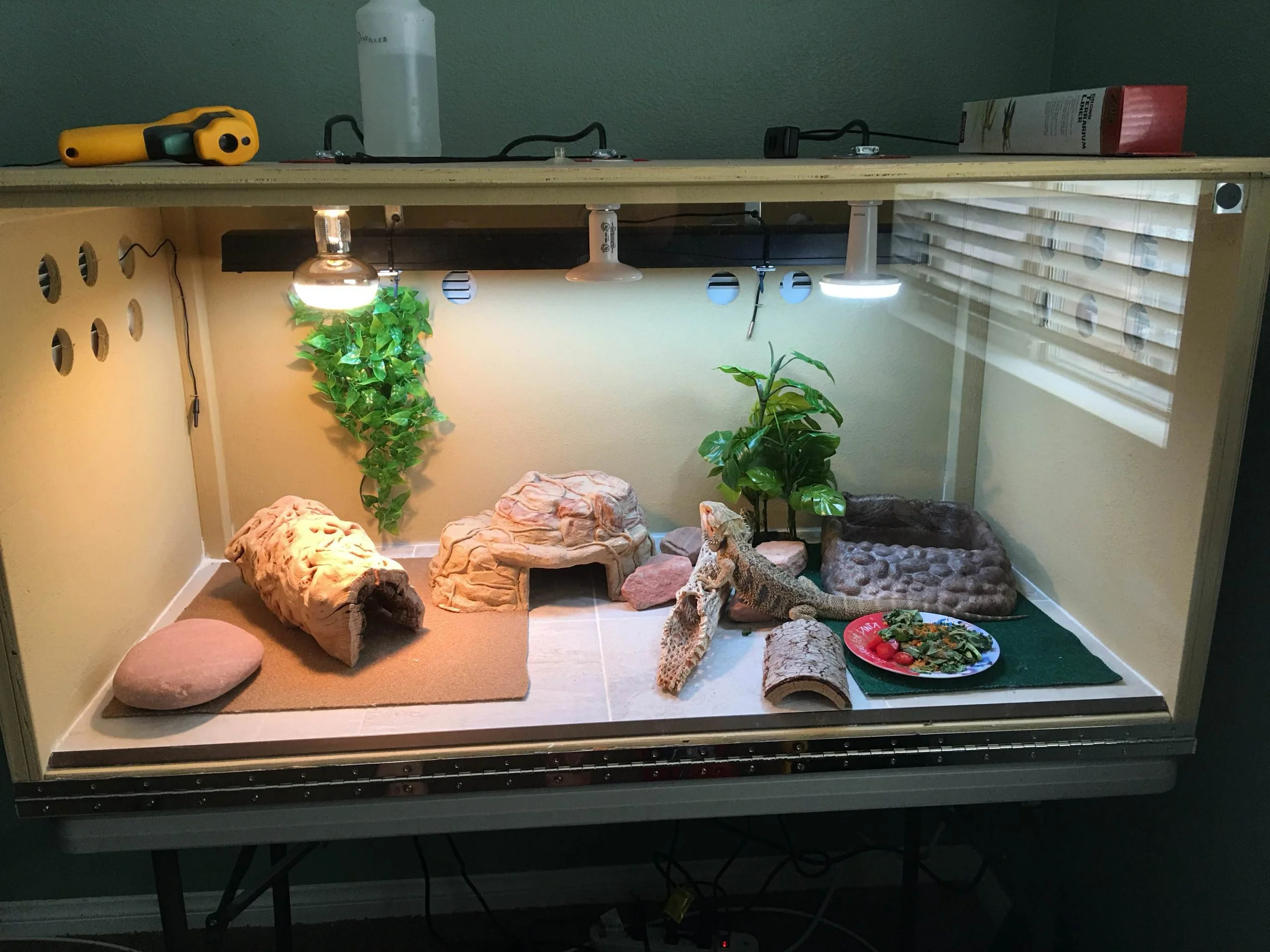 bearded dragon clean habitat