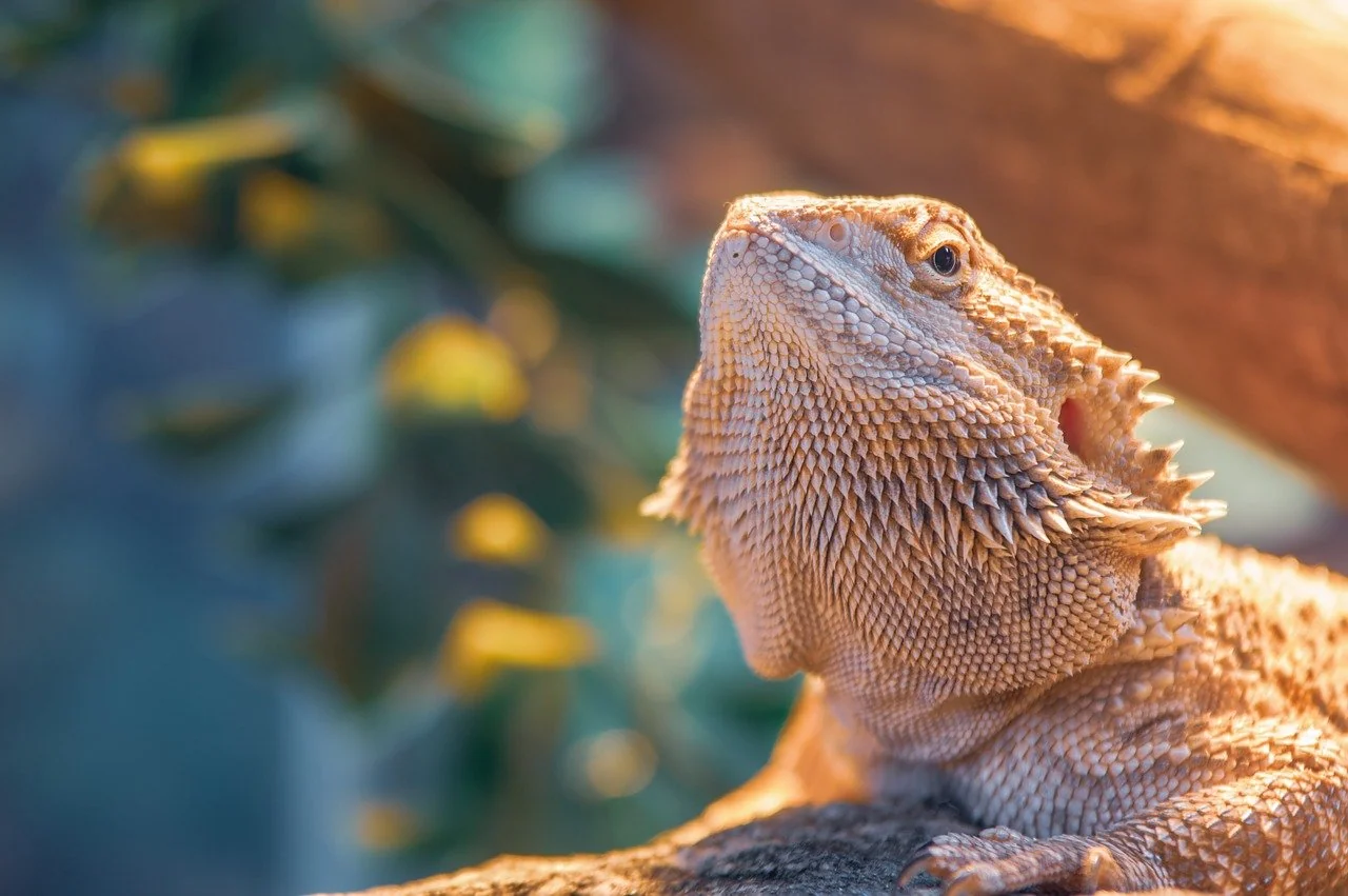 bearded dragon basking