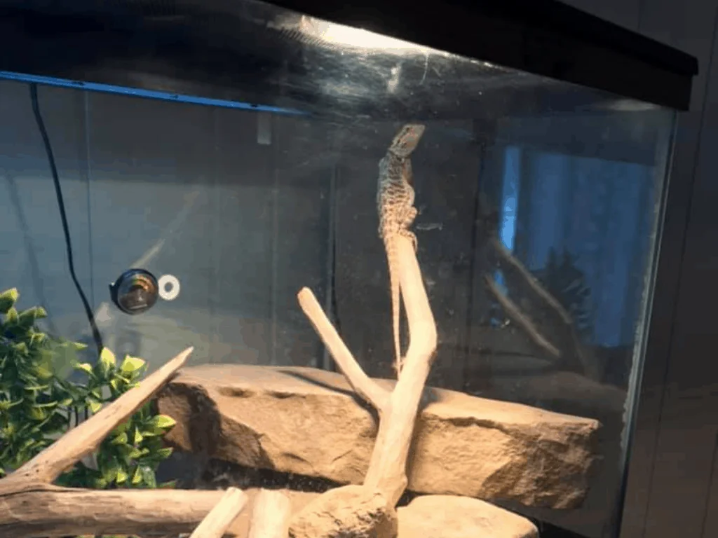 bearded dragon substrate cleaning