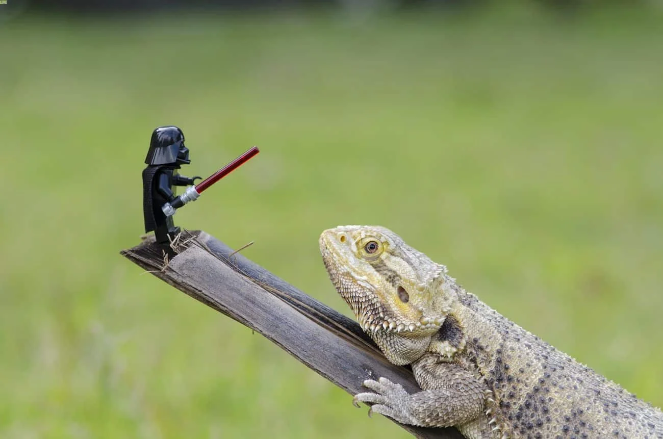 bearded dragon vet checkup