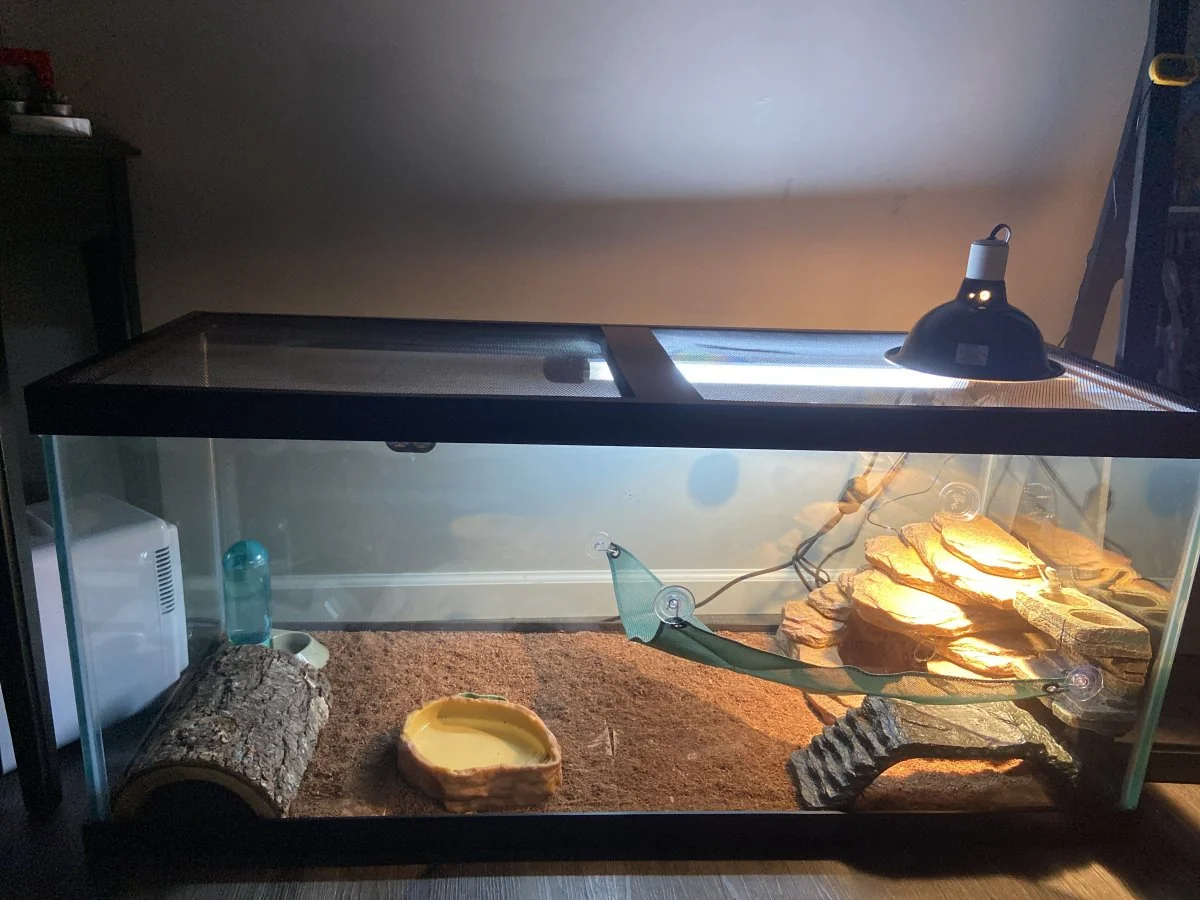 bearded dragon basking